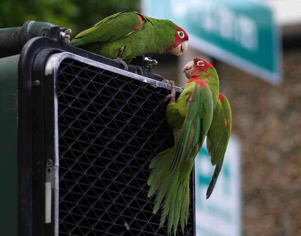 Mi Abuelita, the Canaries of Telegraph Hill and Immigration